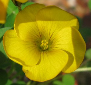 Oxalis perdicaria 